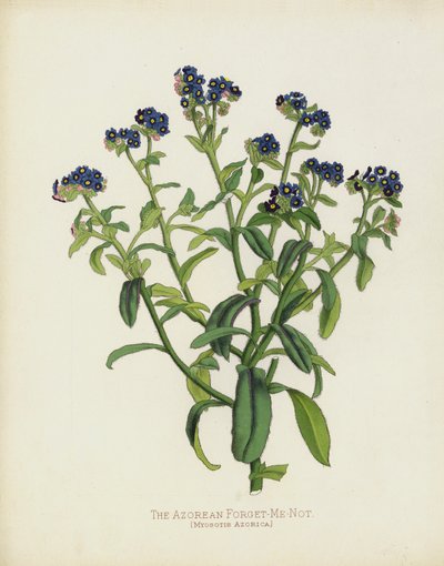 El Nomeolvides de Azores, Myosotis Azorica de English School